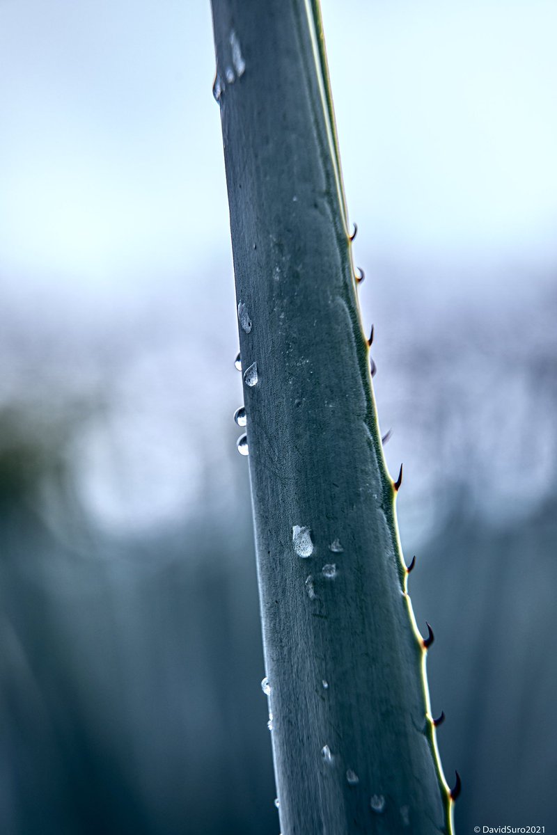 David Suro-Piñera tweet media