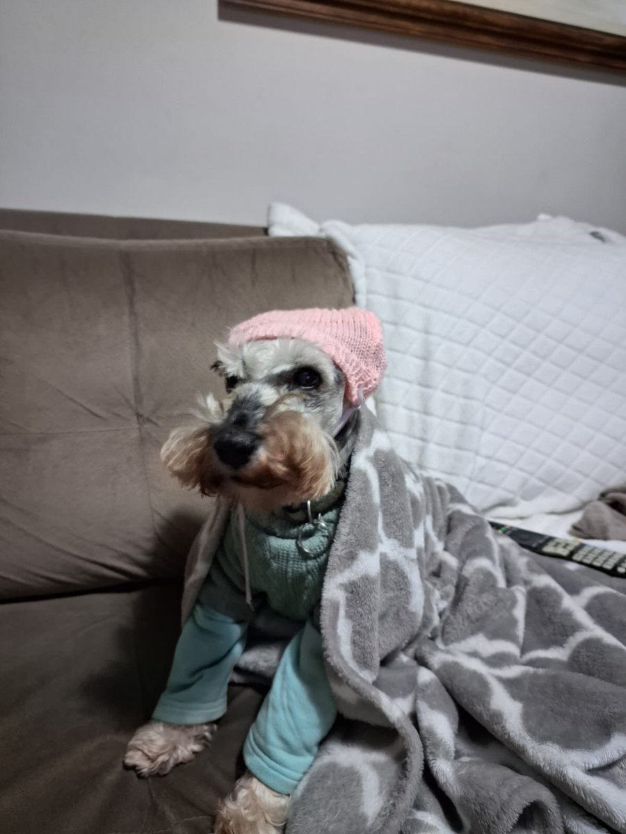 gibrills_'s tweet photo. perguntei pra minha mae se ta muito frio ai em floripa e ela me mandou essa foto da minha cachorra https://t.co/mEiNybrzSh