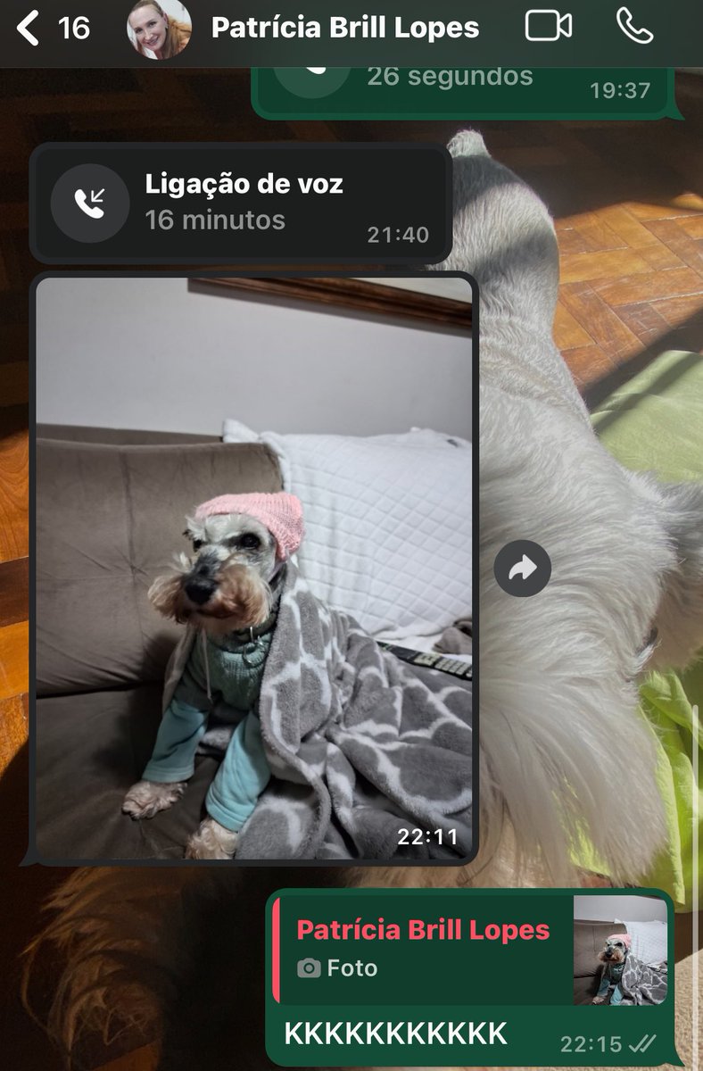 gibrills_'s tweet photo. perguntei pra minha mae se ta muito frio ai em floripa e ela me mandou essa foto da minha cachorra https://t.co/mEiNybrzSh