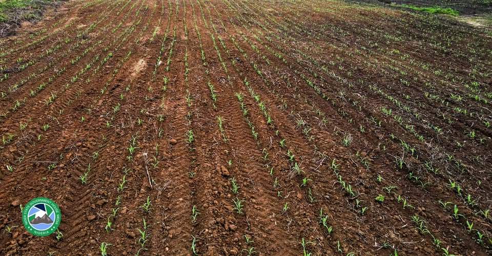 Bago_NewNiger's tweet photo. This is one of the several farms owned by Niger Foods, located in Kwakuti, Paikoro Local Government.

Niger State is ready to feed Nigeria.

@Nupenchi_ https://t.co/B23Dn0phET