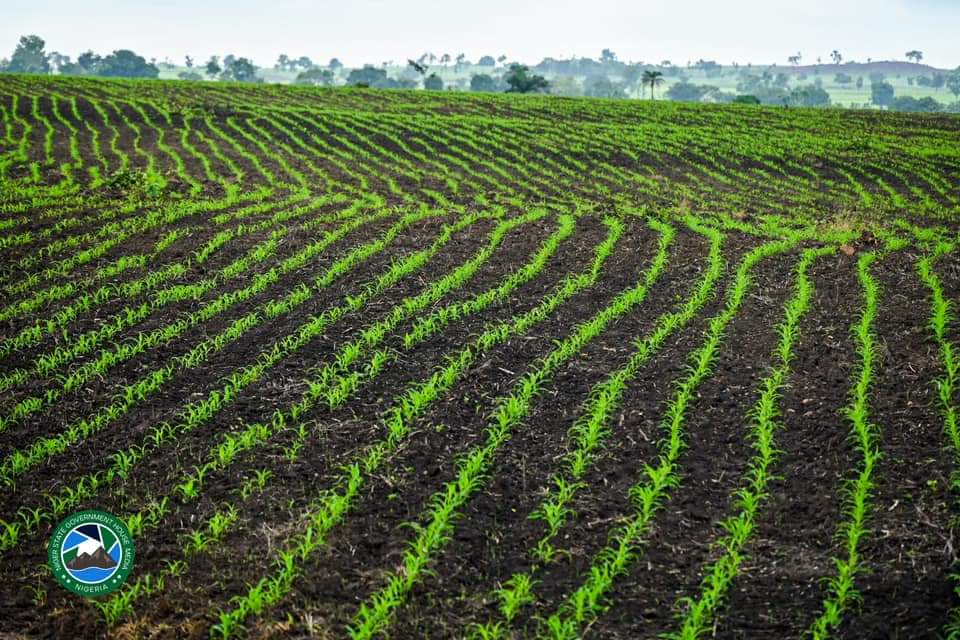 Bago_NewNiger's tweet photo. This is one of the several farms owned by Niger Foods, located in Kwakuti, Paikoro Local Government.

Niger State is ready to feed Nigeria.

@Nupenchi_ https://t.co/B23Dn0phET