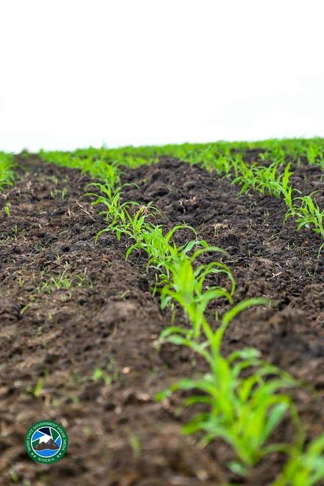 This is one of the several farms owned by Niger Foods, located in Kwakuti, Paikoro Local Government.

Niger State is ready to feed Nigeria.

<a href="/Nupenchi_/">Abdullberqy Usman Ebbo</a>