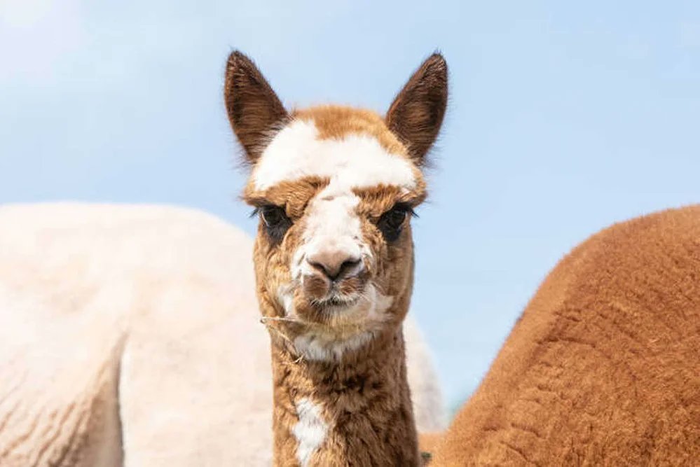 Go on an alpaca trek this summer @pembrokeshire #alpaca 
southwalesmagazine.co.uk/post/go-on-an-…