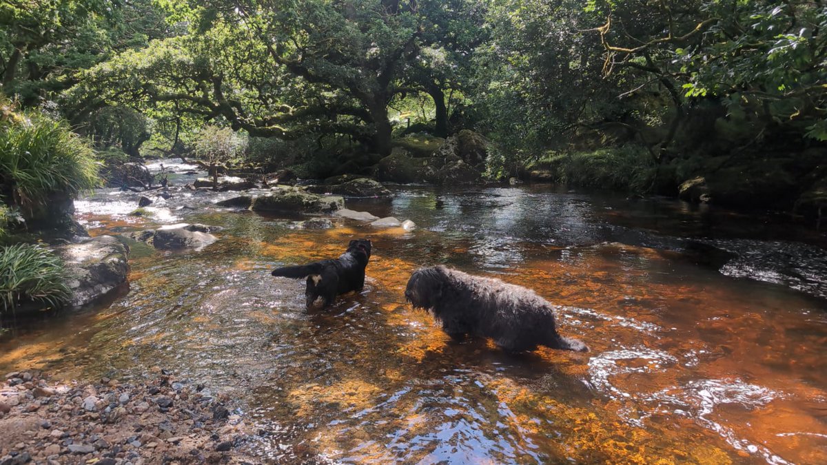 Fun in the sun (well, the shade//) on #Dartmoor!