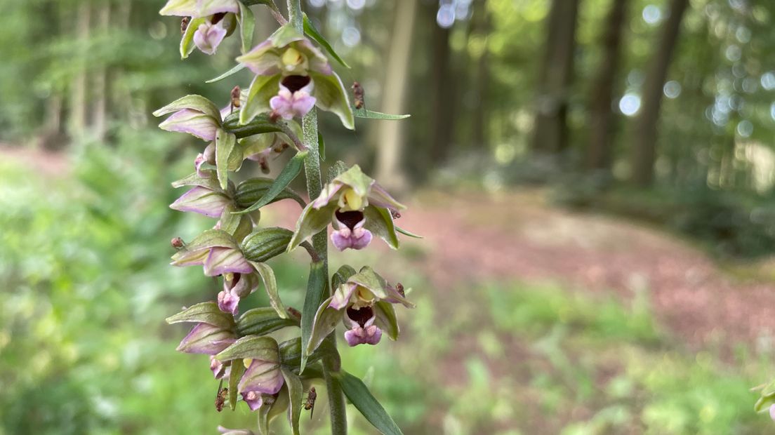 Benieuwd naar de wilde planten van het Asserbos? Bioloog Jan Klooster weet er alles van: rtvd.nl/4bFPwO0