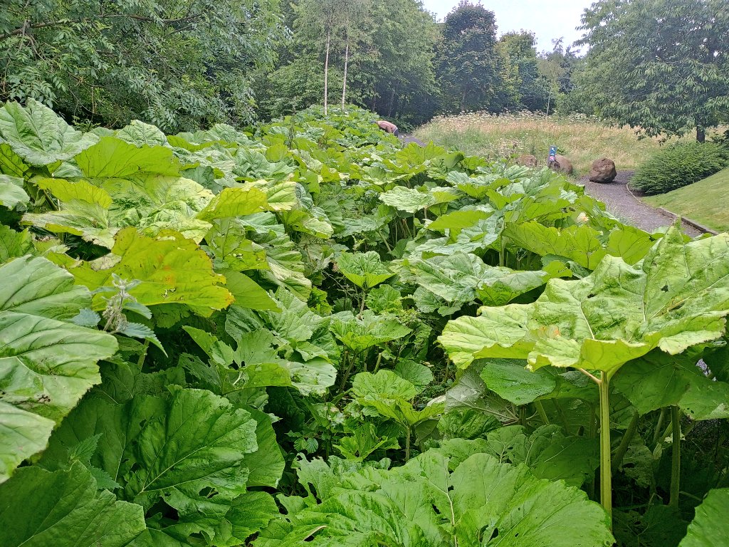 WOLCT's tweet photo. A volunteering session up at Juniper this morning with teams in the river removing rubbish and hunting invasive species.
Whilst on dry land we trimmed back butterbur to give the trees we planted earlier in the year more space
@Edinburgh_CC @KSBScotland #wedigtrees @TCVScotland https://t.co/BtsptFOgCA