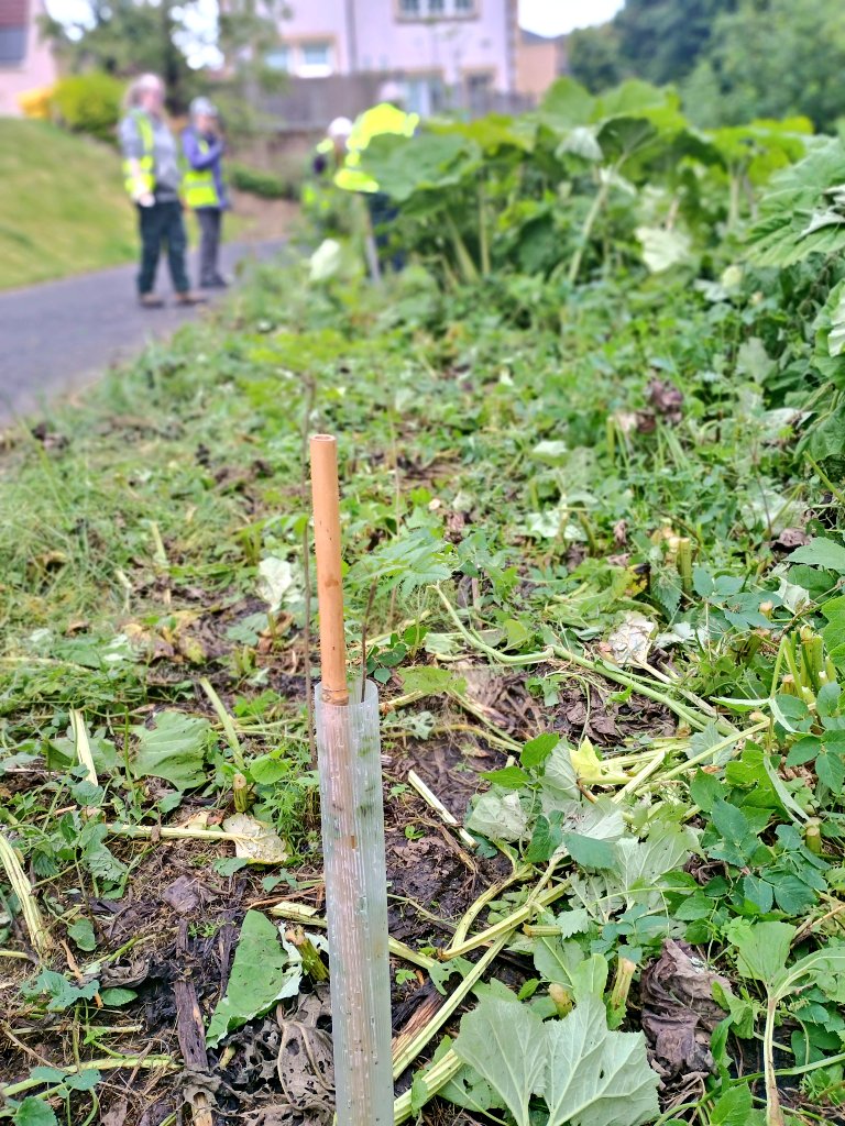 WOLCT's tweet photo. A volunteering session up at Juniper this morning with teams in the river removing rubbish and hunting invasive species.
Whilst on dry land we trimmed back butterbur to give the trees we planted earlier in the year more space
@Edinburgh_CC @KSBScotland #wedigtrees @TCVScotland https://t.co/BtsptFOgCA