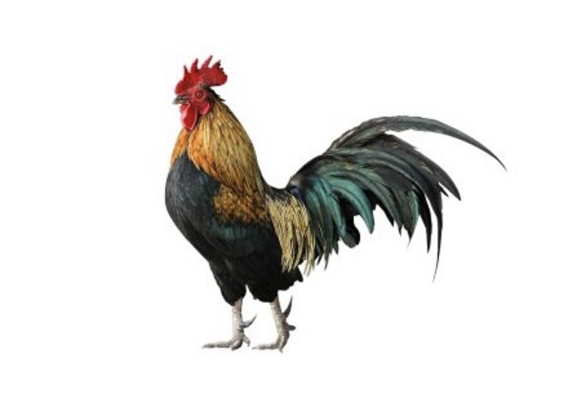 rafaellacava10's tweet photo. A la cargaaaaaa a mi gallo pinto voy !!! https://t.co/vGHZROsEoz
