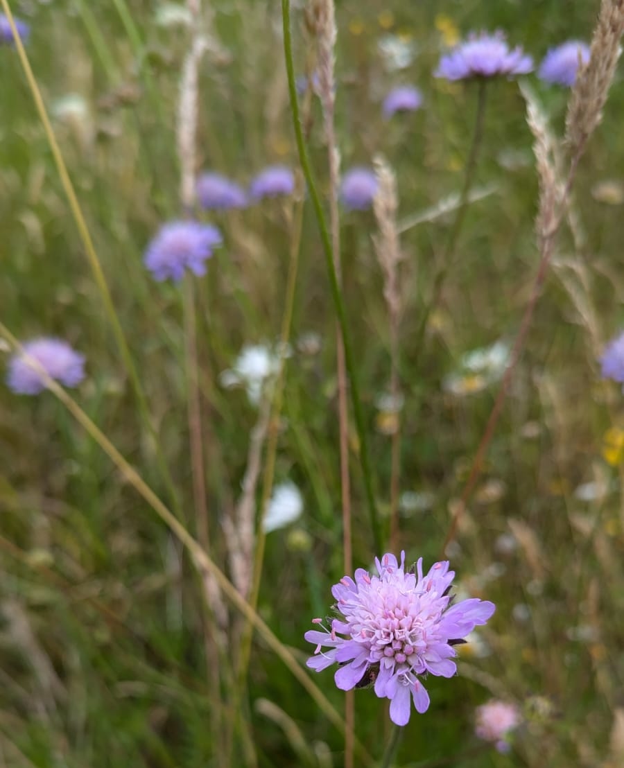 Jenni Rant (@sawtrust) on Twitter photo One of the many #wildflowers we found today <a href="/BawburghSchool/">The Bawburgh School</a>.
Can you guess what it is?
Bonus points given for its scientific name too! One of the many #wildflowers we found today <a href="/BawburghSchool/">The Bawburgh School</a>.
Can you guess what it is?
Bonus points given for its scientific name too!