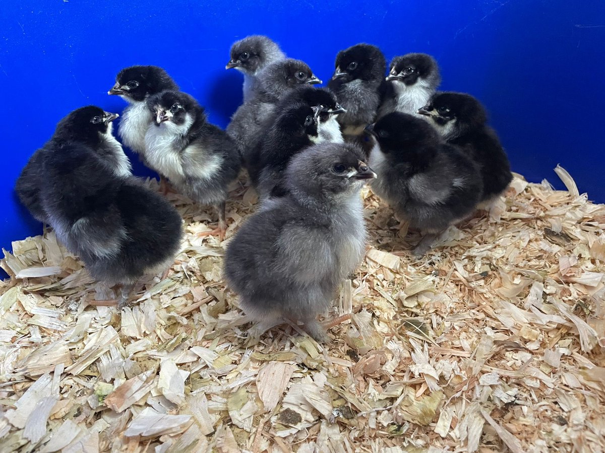 We currently have egg incubators out at 10 schools, with chicks hatching all the time… 

How cute are these fluffy little ones? 🐣