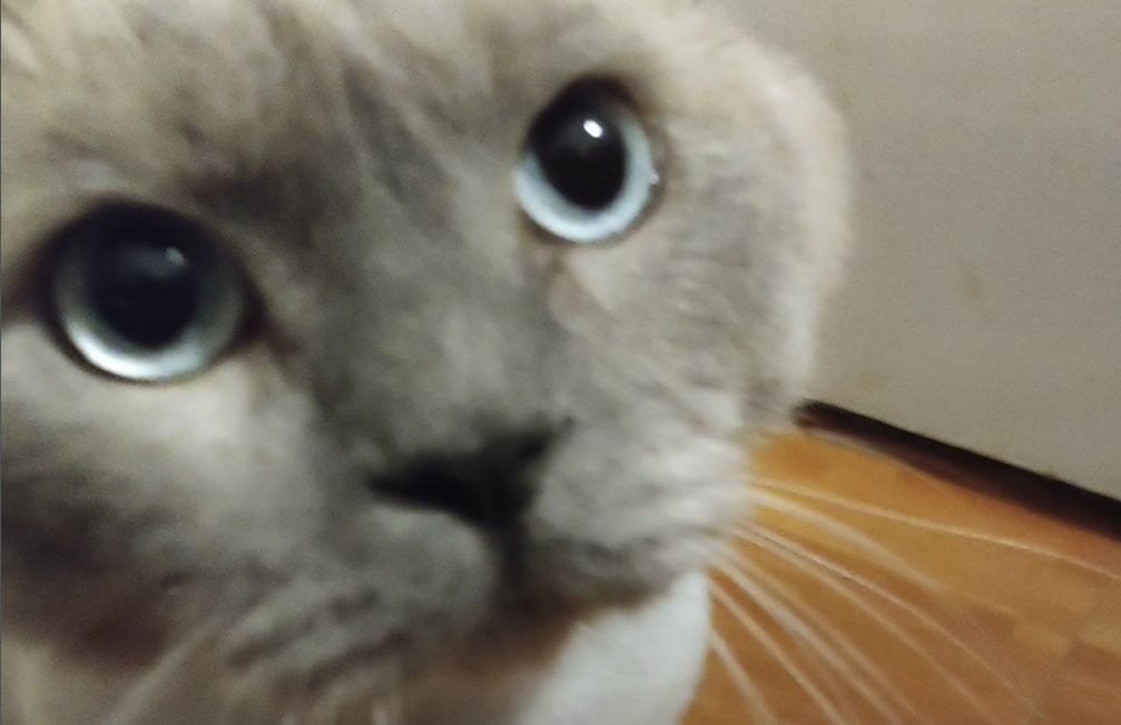 BudVZab's tweet photo. the camera apparently thinks the door is what we needed to focus on here 
#DailyCloudTheCat #DailyCloud #Cat #CatsofTwitter #CatsOfTwitter https://t.co/jy8fRPVdTT