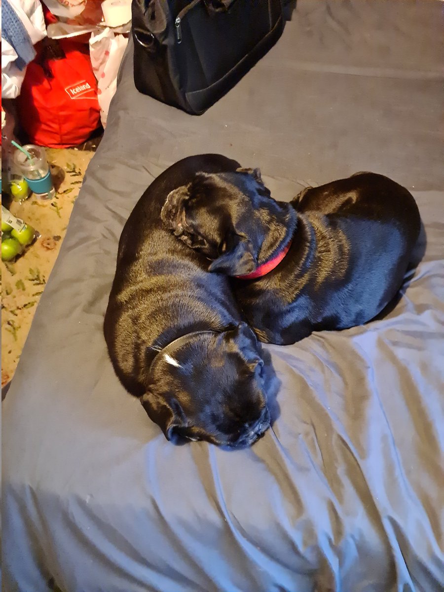 Good day to you all. This is the family cats and dogs