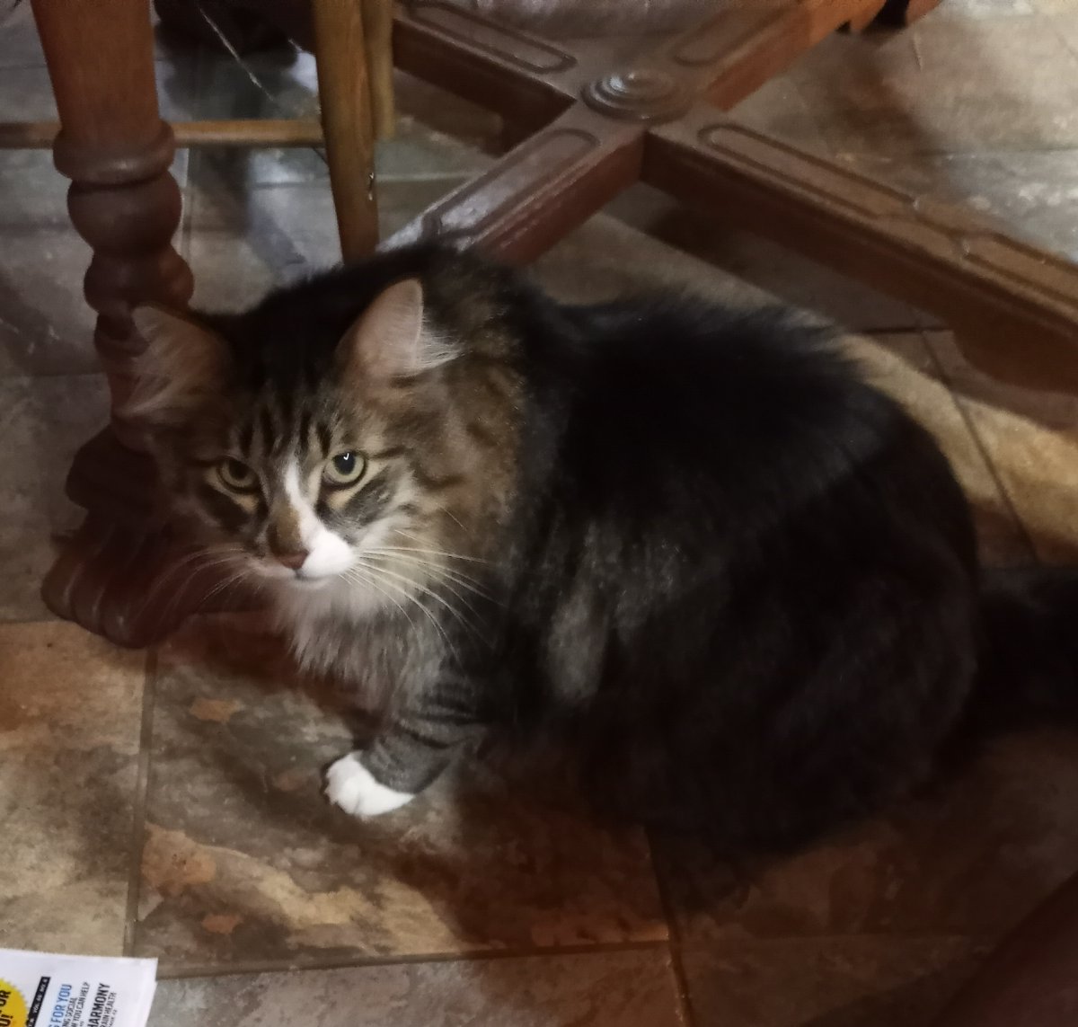 dlhevans's tweet photo. Tammy Wynett and grain markets blaring from KMON (IYKYK). Cows from the "special needs" group (the oldest, youngest, requiring vet care). Lyle Lovitt, former bottle kitten. Fat grass windrows. Life is good in the #JudithBasin. I'll be sad to go. #MontanaFarmers https://t.co/bk5p0hesZe