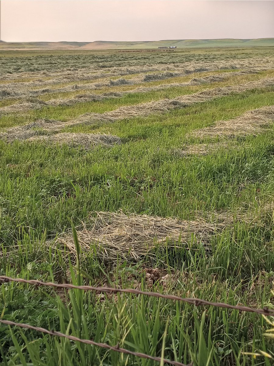 dlhevans's tweet photo. Tammy Wynett and grain markets blaring from KMON (IYKYK). Cows from the "special needs" group (the oldest, youngest, requiring vet care). Lyle Lovitt, former bottle kitten. Fat grass windrows. Life is good in the #JudithBasin. I'll be sad to go. #MontanaFarmers https://t.co/bk5p0hesZe