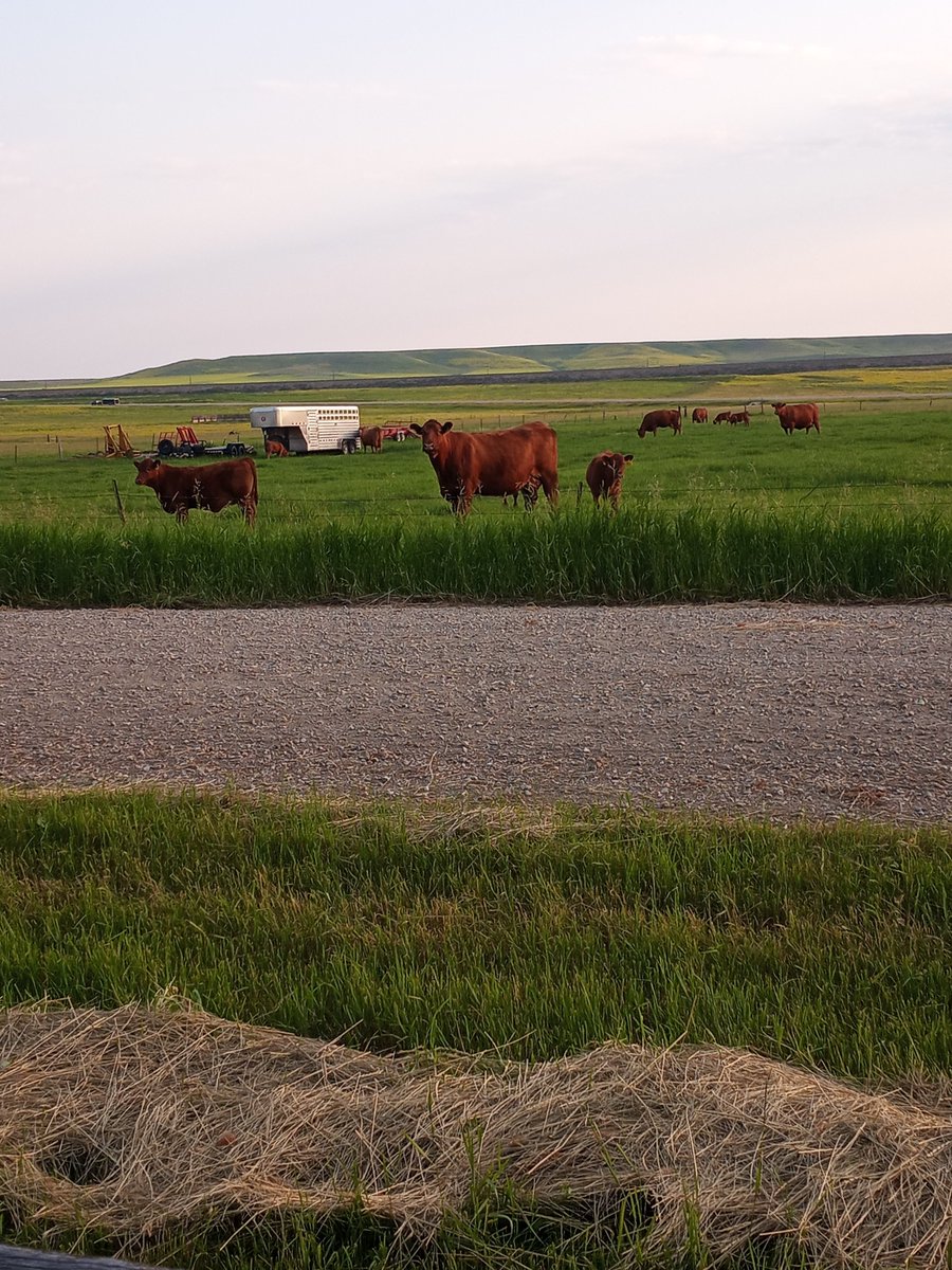 dlhevans's tweet photo. Tammy Wynett and grain markets blaring from KMON (IYKYK). Cows from the "special needs" group (the oldest, youngest, requiring vet care). Lyle Lovitt, former bottle kitten. Fat grass windrows. Life is good in the #JudithBasin. I'll be sad to go. #MontanaFarmers https://t.co/bk5p0hesZe
