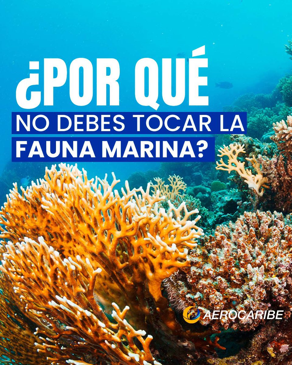Los Animales Marinos son extremadamente delicados.🐟🪸

Al tocarlos les causamos daño debido a las bacterias, bloqueadores u otros productos en nuestras manos.🚫

Animales como Estrellas de mar extraen el oxigeno del agua, al sacarlos para tomarles fotos se asfixian.🙅