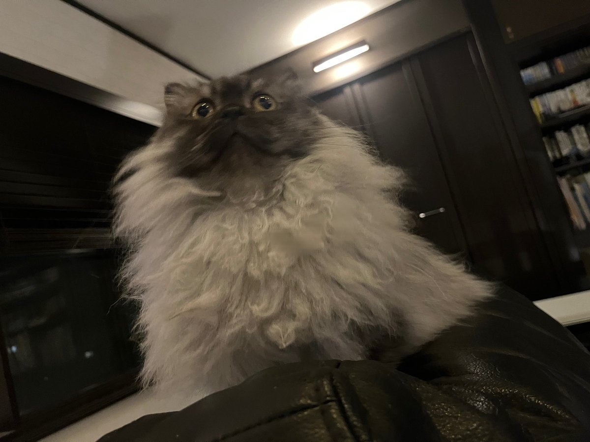 czuki_'s tweet photo. https://t.co/NHqSfrbL1S