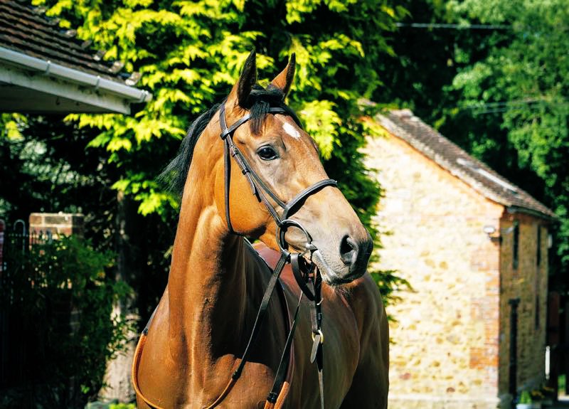 Tattersalls July Sale 2024 - Lot 743

Delighted with this lovely filly by Kodiac added to our roster ! Bought on behalf of François Monfort 👍🏻