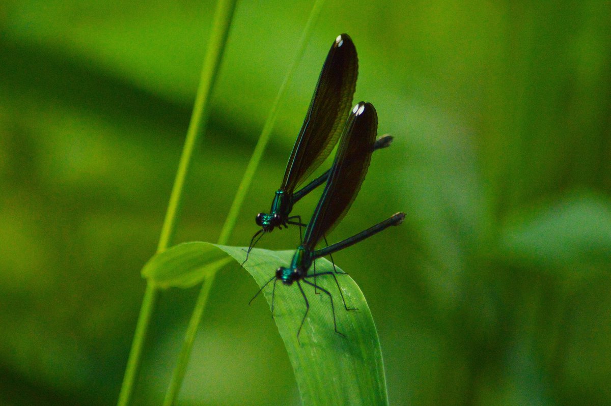 Bens_pics's tweet photo. Damsel fly pair resting on a blade of grass
#bugmacro #macrophotography #bugsamongus #bugphotography #Wisconsin https://t.co/8Ox5Bp26Lp