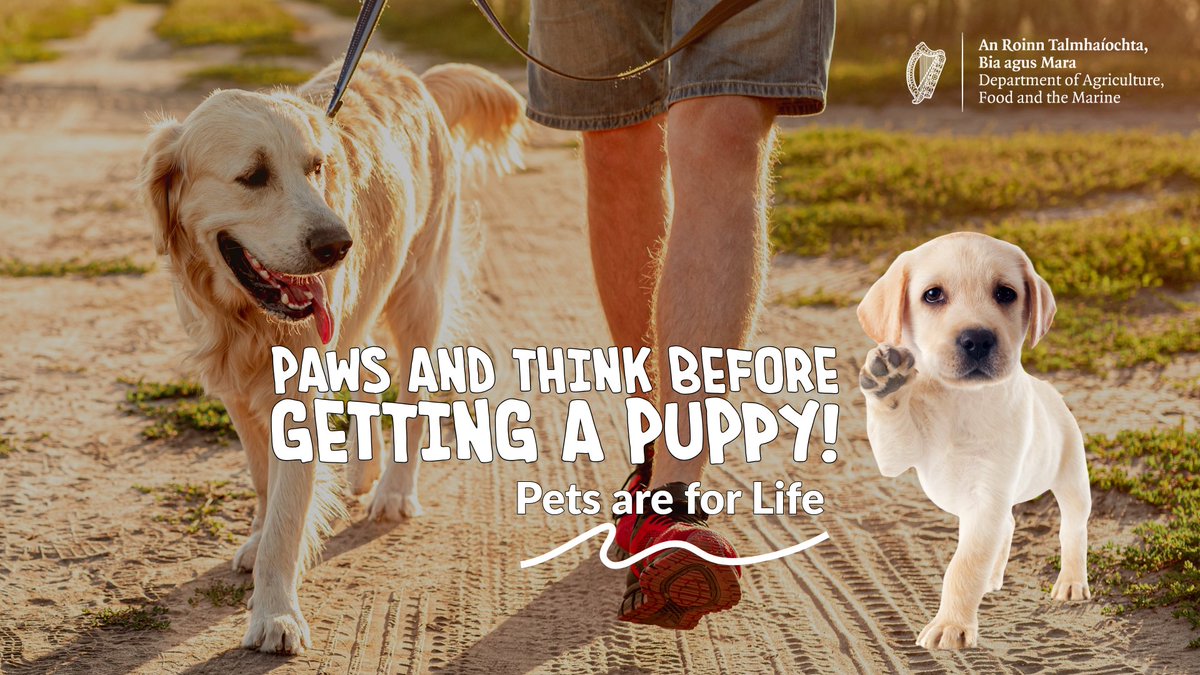 agriculture_ie's tweet photo. Be responsible when getting a puppy:
 
✅Visit the breeder before committing to buy
✅Check puppy is vaccinated, microchipped &amp; registered on a database

Approved microchip database: https://t.co/Xdv5KOrwB4 https://t.co/PXR92JJHdz