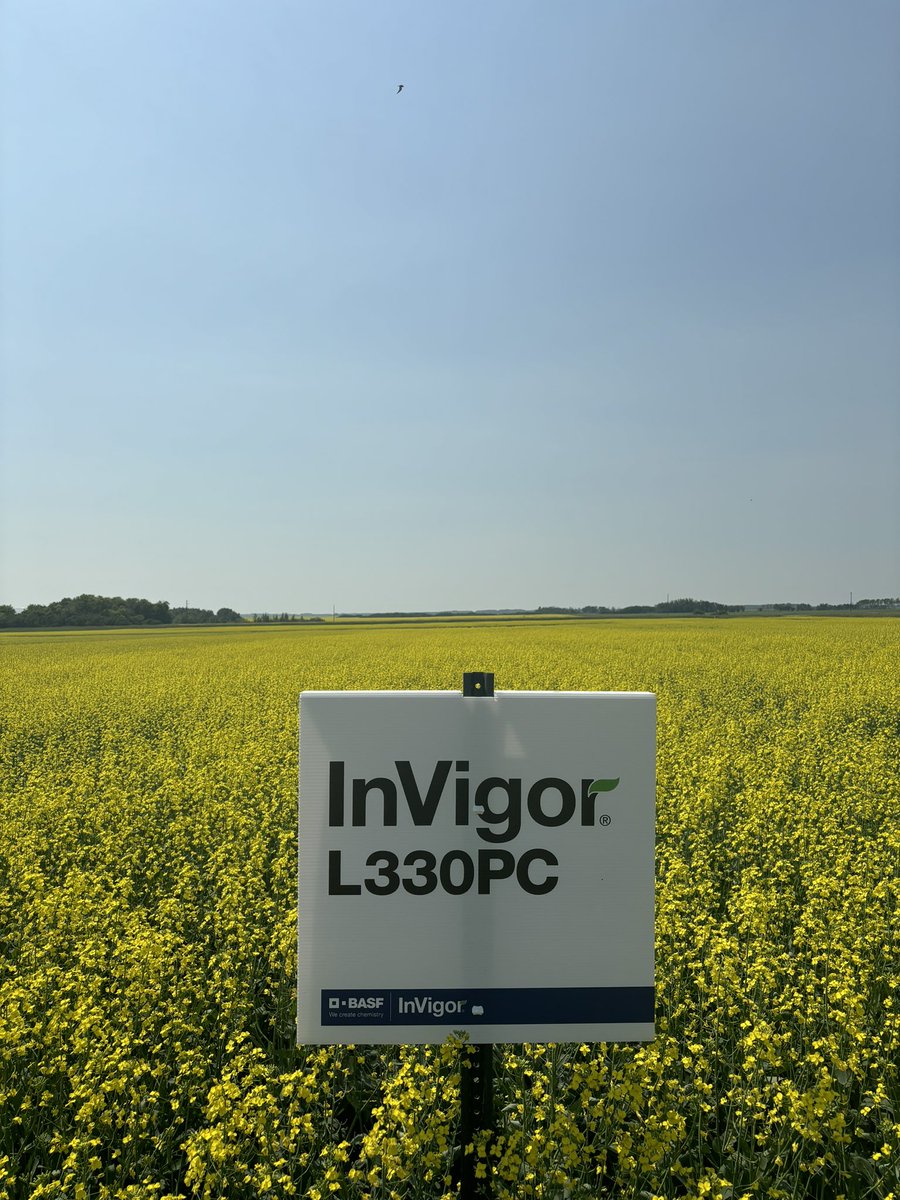 The new InVigor earlies are looking 🔥 going to be a great tour season!  <a href="/BASFAgSolutions/">BASF Agricultural Solutions Canada</a>