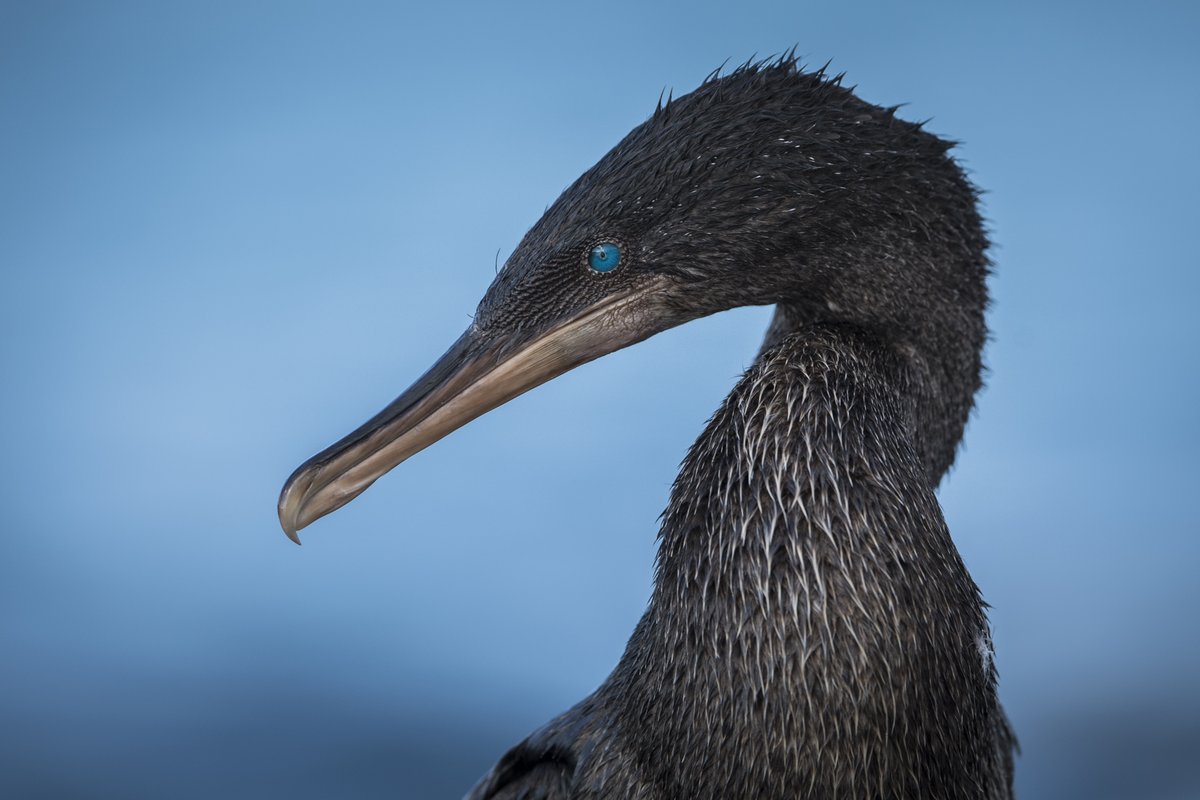Galapagos Day 2024 speakers confirmed so far include:

- <a href="/ArturoIzurieta/">Arturo Izurieta V</a>, Director of <a href="/parquegalapagos/">Parque Galápagos</a> 
- <a href="/LuisVayasEc/">Luis Vayas Valdivieso</a>, UN Global Plastics Treaty Chair
- @CezzaLew, Associate Professor at @ExeterMarine / <a href="/PP_Sci2Soln/">Pacific Plastics: Science to Solutions</a> 

Find out more: galapagosconservation.org.uk/events/galapag…

📷 © Marek Jackowski