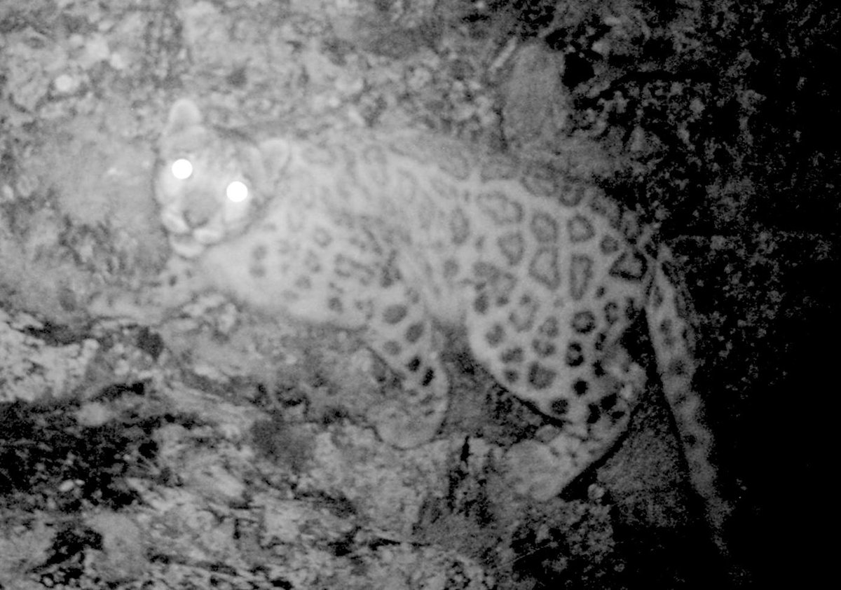 BiosphereExpeditions (@biosphereexped) on Twitter photo From our #TienShan #citizenscience #wildlifeconservation #expedition working on #snowleopard with <a href="/NABU_de/">NABU š¦¤</a> @NABU_Biodiv @nabu_presse > blog.biosphere-expeditions.org/2024/07/11/tieā¦
#biosphereexpeditions #citizenscience #wildlifeconservation #expeditions #voluntourism #volunteer #volunteering From our #TienShan #citizenscience #wildlifeconservation #expedition working on #snowleopard with <a href="/NABU_de/">NABU š¦¤</a> @NABU_Biodiv @nabu_presse > blog.biosphere-expeditions.org/2024/07/11/tieā¦
#biosphereexpeditions #citizenscience #wildlifeconservation #expeditions #voluntourism #volunteer #volunteering