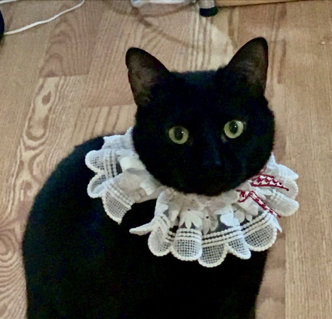 빵돌이는 3년전 비오는날 온몸에 끈적끈적한 뭔가를 잔뜩 묻히고 열린 창문 틈으로 들어왔답니다 (기특하게도 제 석사논문 제출 데드라인 당일에…) 저때 표정은 봐도봐도 맘이 아픔ㅜ 어떡하지 어떡하지 무서워 하는 표정ㅜㅜ
여태껏 그랬던것처럼 건강하고 행복하게 지내자. 
누나가 노력할게