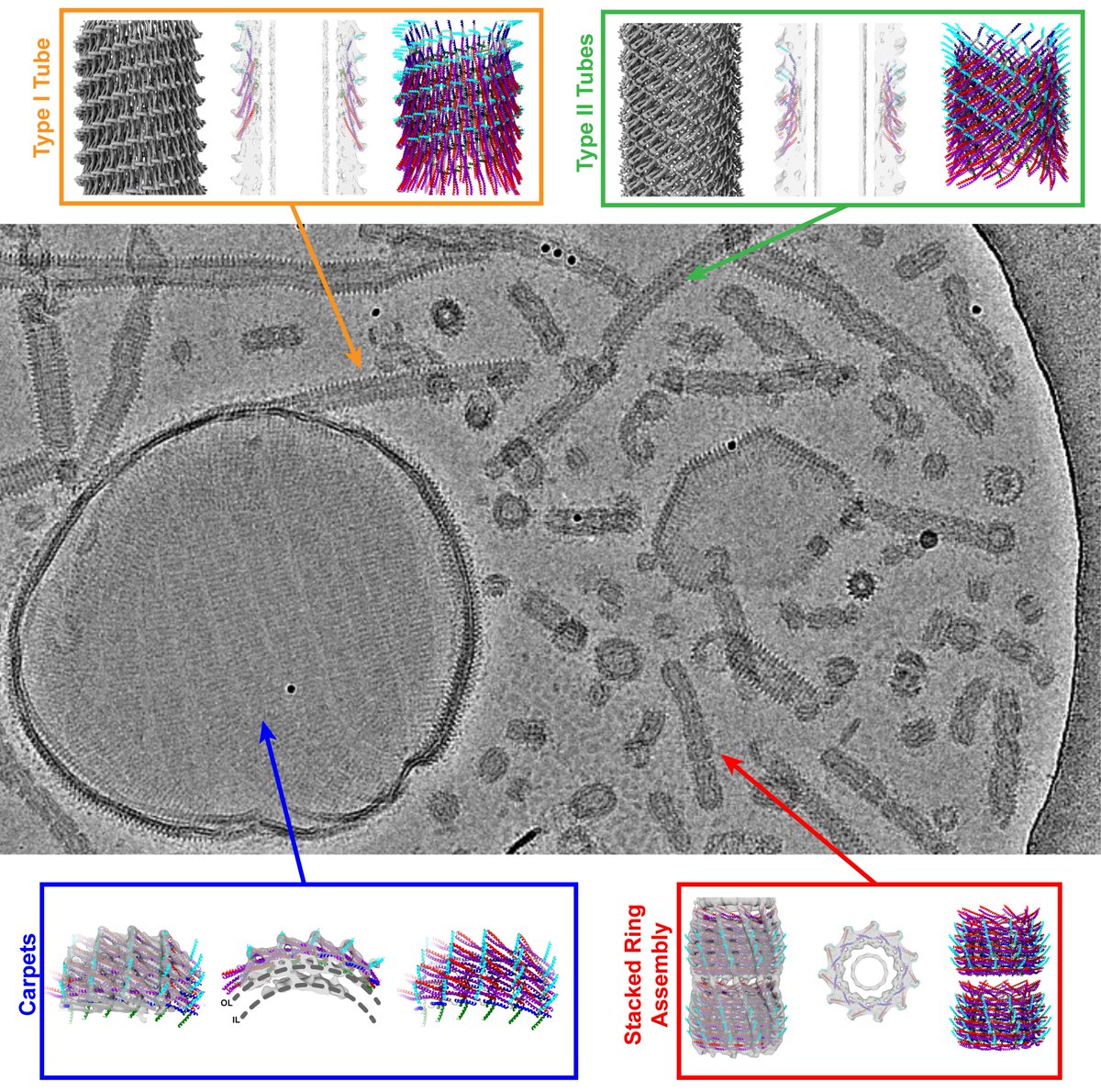 Sachse Group (@sachsegroup) on Twitter photo More on bacterial ESCRT-III: a total 30 cryo-EM structures of Vipp1 organized in membrane-bound coats, carpets, ring complexes, stacked-ring assemblies, and helical tubes inducing high membrane curvature. Great collaboration with <a href="/DSchneiderLab/">Dirk Schneider</a>!
biorxiv.org/content/10.110… More on bacterial ESCRT-III: a total 30 cryo-EM structures of Vipp1 organized in membrane-bound coats, carpets, ring complexes, stacked-ring assemblies, and helical tubes inducing high membrane curvature. Great collaboration with <a href="/DSchneiderLab/">Dirk Schneider</a>!
biorxiv.org/content/10.110…