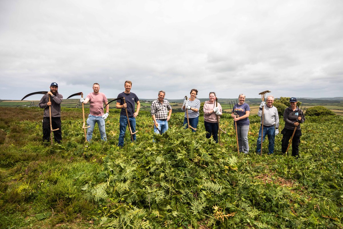 Heritage_Trust's tweet image. Bracken clearance season has well and truly begun for our Rangers with work commencing to remove huge swathes of invasive vegetation from our sites. 

They've been supported by volunteers from local businesses including Poynton Bradbury Architects, @wildanet and @CornishLithium.
