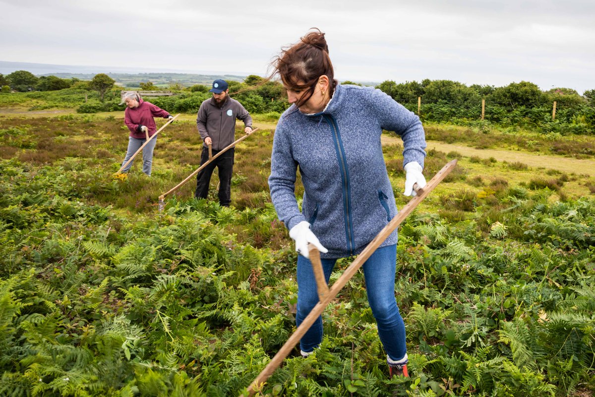 Heritage_Trust's tweet image. Bracken clearance season has well and truly begun for our Rangers with work commencing to remove huge swathes of invasive vegetation from our sites. 

They've been supported by volunteers from local businesses including Poynton Bradbury Architects, @wildanet and @CornishLithium.