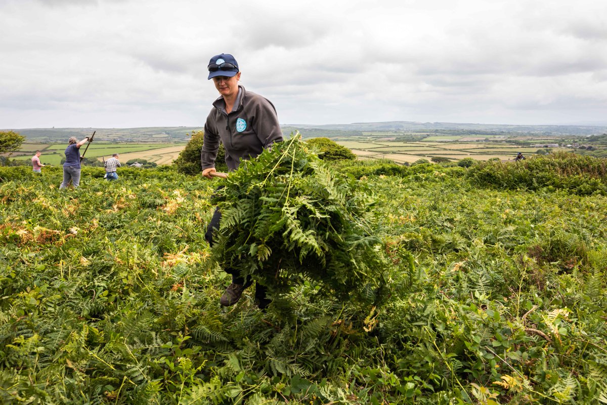 Heritage_Trust's tweet image. Bracken clearance season has well and truly begun for our Rangers with work commencing to remove huge swathes of invasive vegetation from our sites. 

They've been supported by volunteers from local businesses including Poynton Bradbury Architects, @wildanet and @CornishLithium.