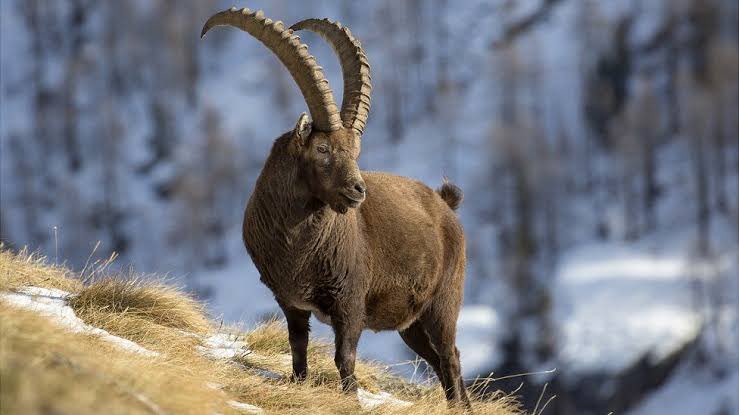 Il governo Meloni è odiatore seriale degli animali .
La Camera su parere positivo del governo ha dato parere positivo ad un ordine del giorno della Lega che chiede che lo stambecco sia messo tra le specie cacciabili insieme al lupo.
Che schifo !
<a href="/GiorgiaMeloni/">Giorgia Meloni</a> non ti vergogni ?