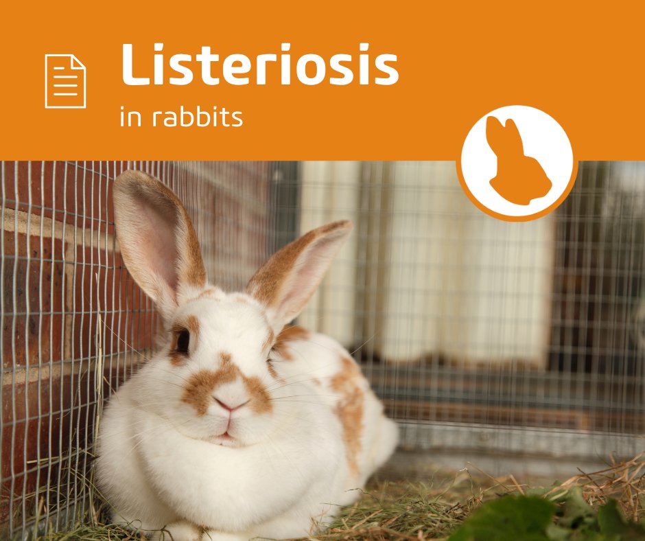 Although listeriosis is an uncommon infection in rabbits, would you know how to approach a case if one came up? 

This updated article on #vetlexiconlapis covers everything you need to know.

bit.ly/4ctR1Aj