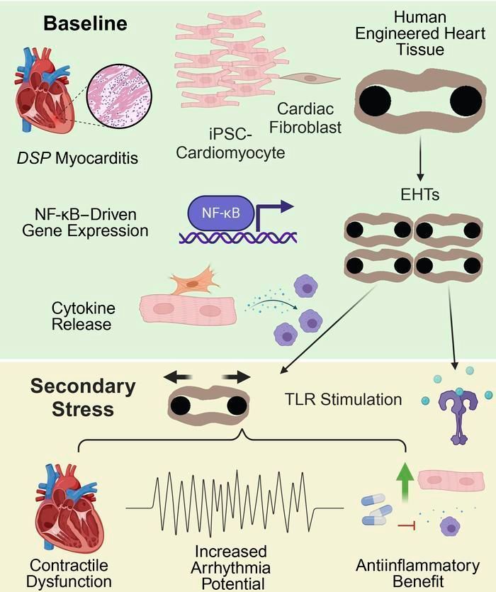 Journal of Clinical Investigation (@jclinicalinvest) on Twitter photo Selgrade et al. from <a href="/emmcnally/">Elizabeth McNally</a>'s lab <a href="/NUFeinbergMed/">Northwestern Feinberg School of Medicine</a>: Susceptibility to innate immune activation in genetically mediated myocarditis: buff.ly/3zxL5Yx
#Cardiology #Inflammation Selgrade et al. from <a href="/emmcnally/">Elizabeth McNally</a>'s lab <a href="/NUFeinbergMed/">Northwestern Feinberg School of Medicine</a>: Susceptibility to innate immune activation in genetically mediated myocarditis: buff.ly/3zxL5Yx
#Cardiology #Inflammation