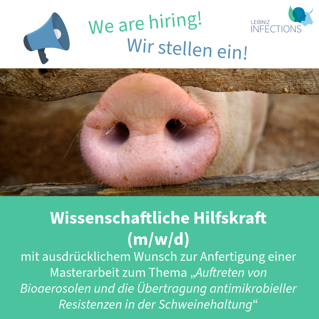 📢Wir suchen ab November 2024 eine Wissenschaftliche Hilfskraft für das Kooperationsprojekt "AirBarn" des <a href="/LeibnizATB/">Leibniz-Institut für Agrartechnik und Bioökonomie</a> und des <a href="/rki_de/">Robert Koch-Institut</a> mit ausdrücklichem Wunsch zur Anfertigung einer Masterarbeit. Alle Informationen dazu findet ihr hier: ▶️ tinyurl.com/39md3tp4