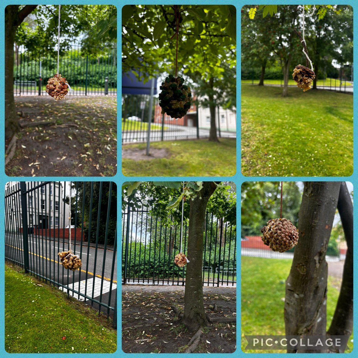 StEdwards_C2's tweet image. In science we have been learning about different animals. Our question today was ‘Are birds herbivores, carnivores or omnivores?’ We created bird feeders with the help of our friends in Class 5. @StEdwards_C5 #stedwardsscience