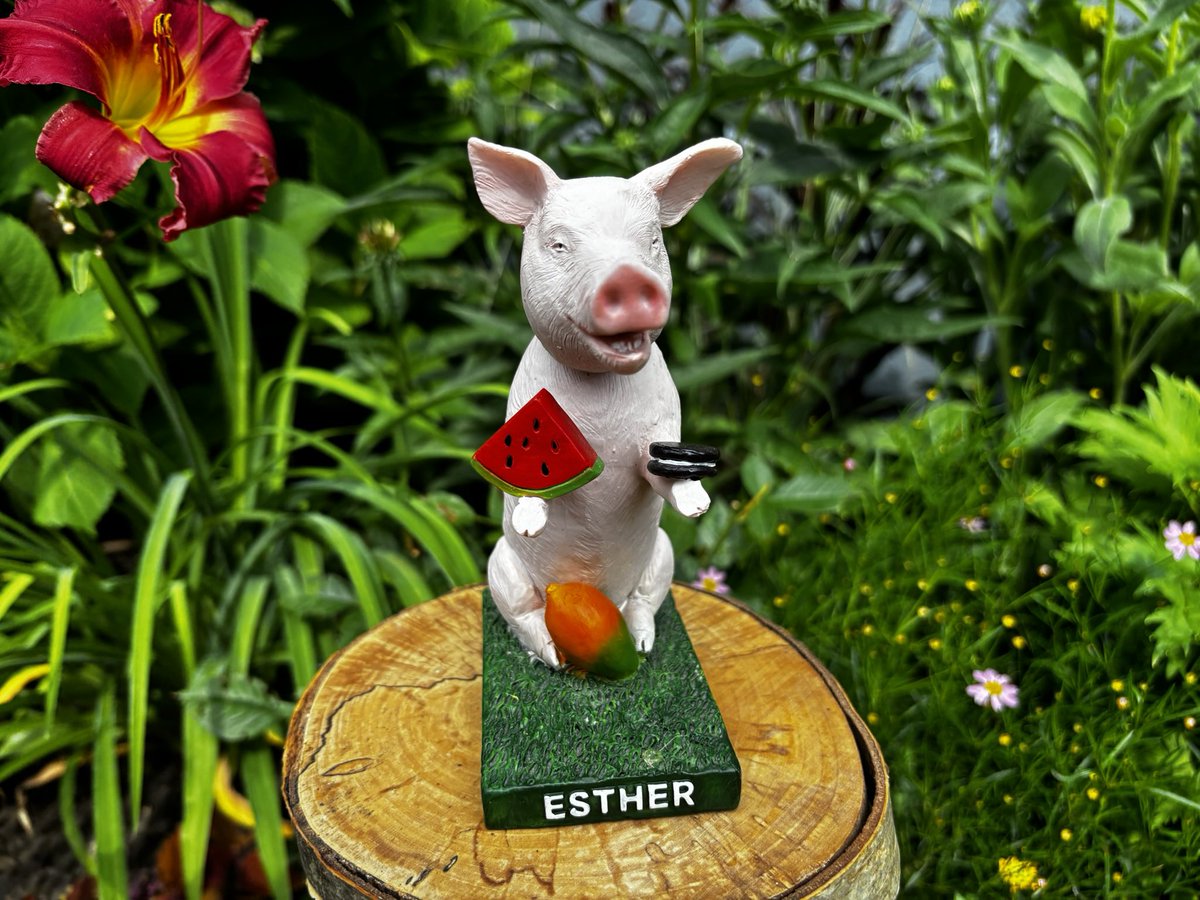 The first weekly raffle to help us send Operation Angels over the finish line is a very exciting one. Starting today until 11:59 PM ET on Sunday July 14th, you can enter to WIN this one-of-a-kind bobblehead of Esther the Wonder Pig! 

Created as a prototype, no other exists in
