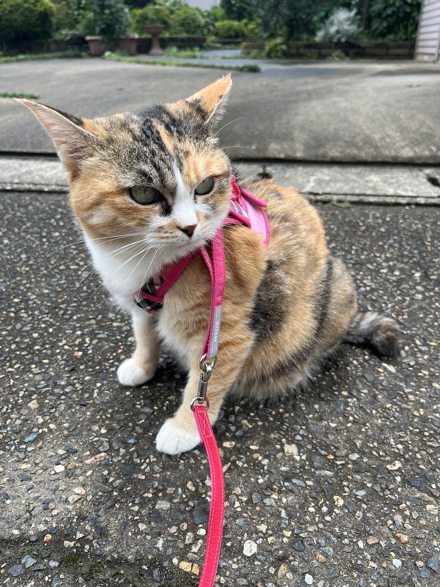 pomekonoko's tweet photo. お久しぶりです。
最近、みいさんがお外にお散歩に行くようになったのでご報告。
かわいすぎんか…… https://t.co/4EMLbFpTMK