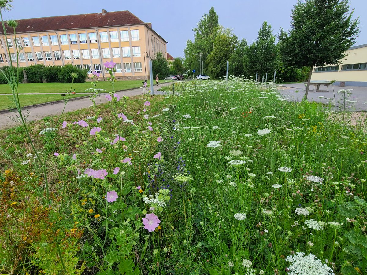 Sandra Dullau (@sdullau) on Twitter photo #NoMowMay? Nö!
Warum wir an der <a href="/HSAnhalt/">Hochschule Anhalt</a> die Hälfte der #Wildblumenwiese|n das erste Mal im Mai mähen, wird auf diesem Foto sehr deutlich. Es blüht im Juli, wenn der Rest gemäht wird. #NoMowMay? Nö!
Warum wir an der <a href="/HSAnhalt/">Hochschule Anhalt</a> die Hälfte der #Wildblumenwiese|n das erste Mal im Mai mähen, wird auf diesem Foto sehr deutlich. Es blüht im Juli, wenn der Rest gemäht wird.
