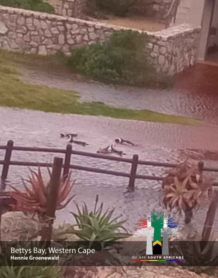 Penguins swimming in these Betty Bay streets??? 😂😂😂

🎥 Hennie Groenewald
