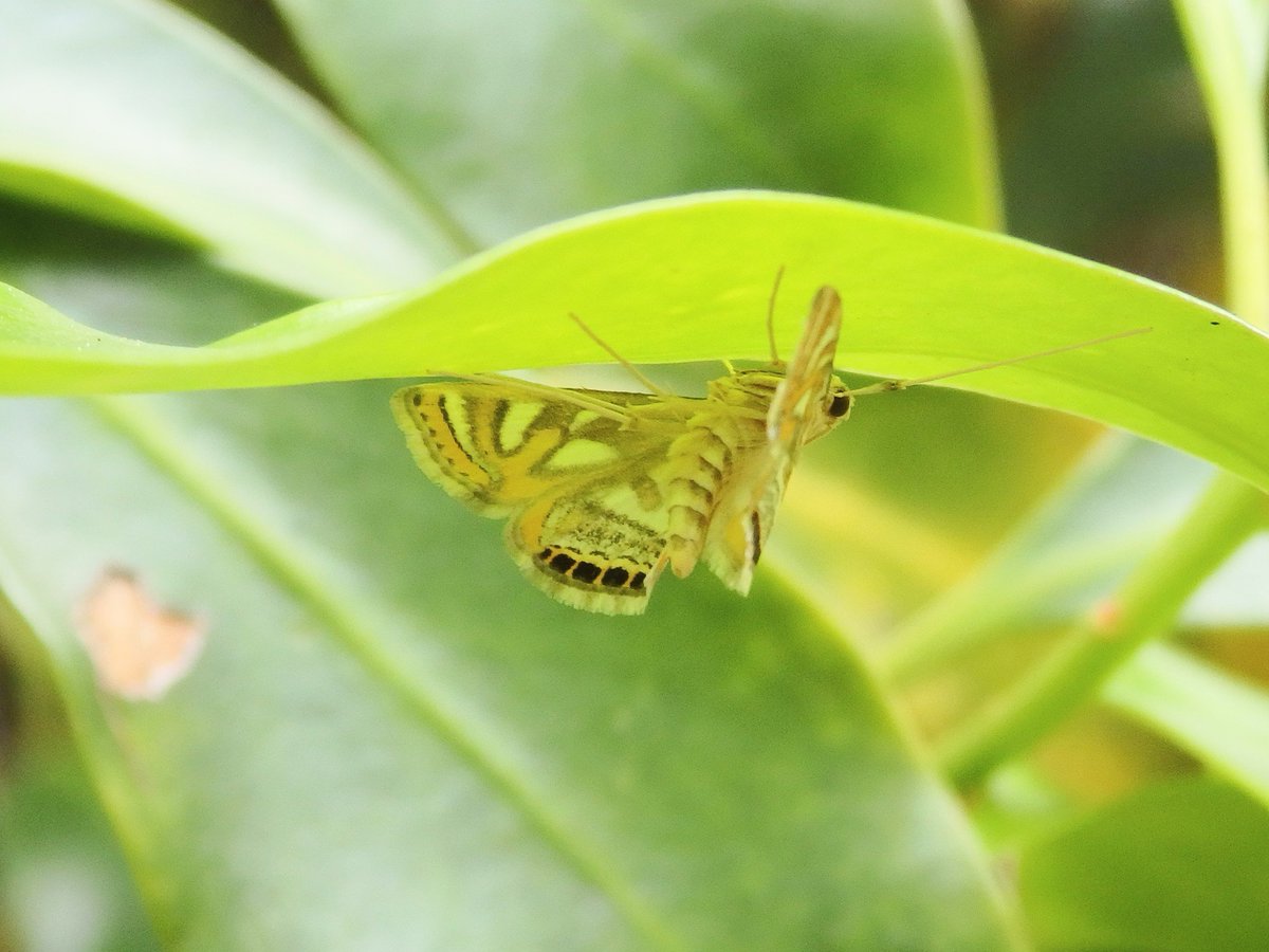 クモにハマる息子…が一瞬騙された😆💦
ハエトリがこっち見てる！と思ったら、キオビミズメイガ✨
