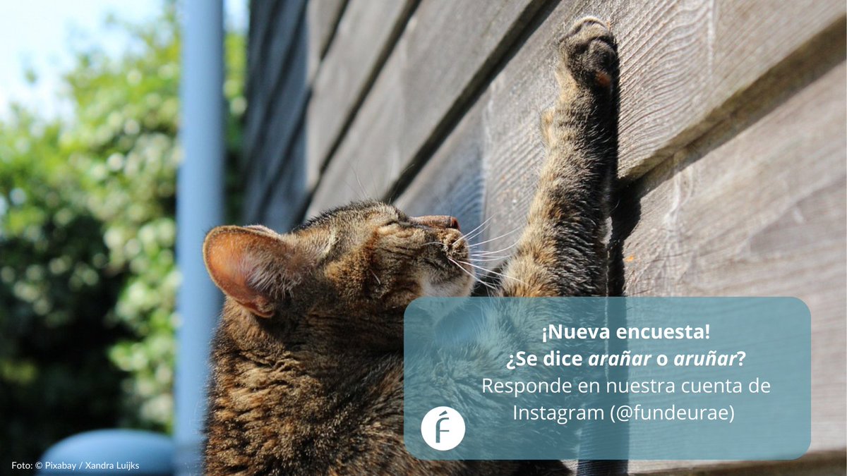 Esta semana preguntamos en nuestra cuenta de Instagram por los verbos «arañar» y «aruñar». ¿Cuál usas tú?

🏃‍♀️💨 ¡Corre y vota!
instagram.com/fundeurae/?hl=…