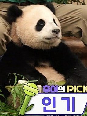 ZOA_BAO's tweet photo. 누가 푸바오고 누가 후이얔ㅋㅋㅋㅋㅋㅋㅋㅋㅋㅋ언니랑 똑닮았네 💛🩷 https://t.co/z9HVsQBLqf