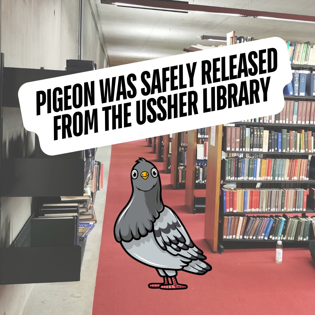 tcdlibrary's tweet image. #LibraryUpdate Thank you to our Security Team and Estates & Facilities colleague who safely released the pigeon that took shelter in the Ussher Library this afternoon.
Different types of #bookworkms here 🤣🦉