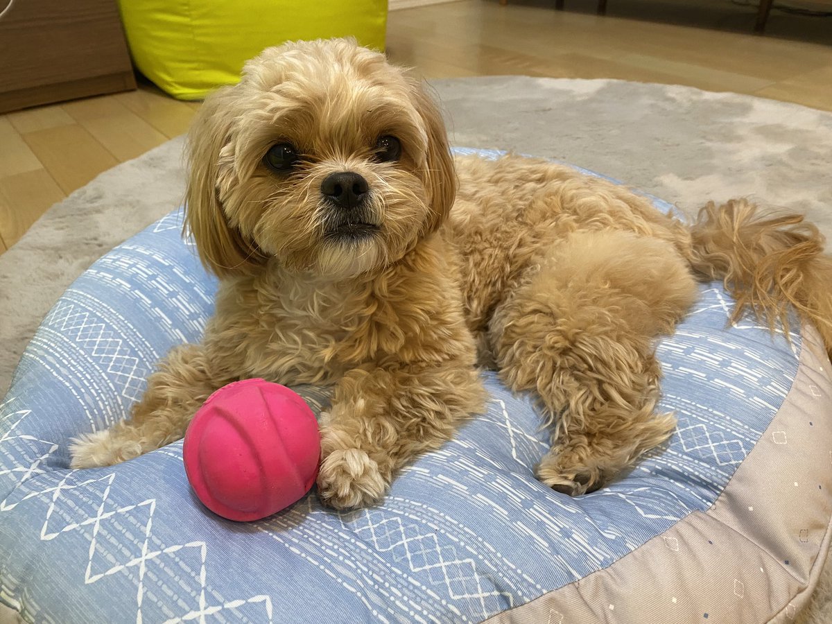 chestnut1108_'s tweet photo. 振り返ったらボールみたいな顔になってた🤣
#まろん #ペキプー #犬のいる暮らし https://t.co/lxjicVAUgb