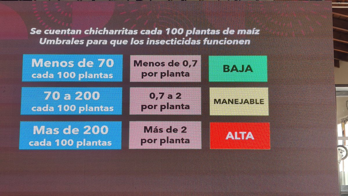 Muy interesantes umbrales de acción para efectividad en el control de las chicharritas con insecticidas según trabajos de México. Presentado por el Ing Igarzabal en Workshop de <a href="/NKSemillas/">NK Semillas</a>