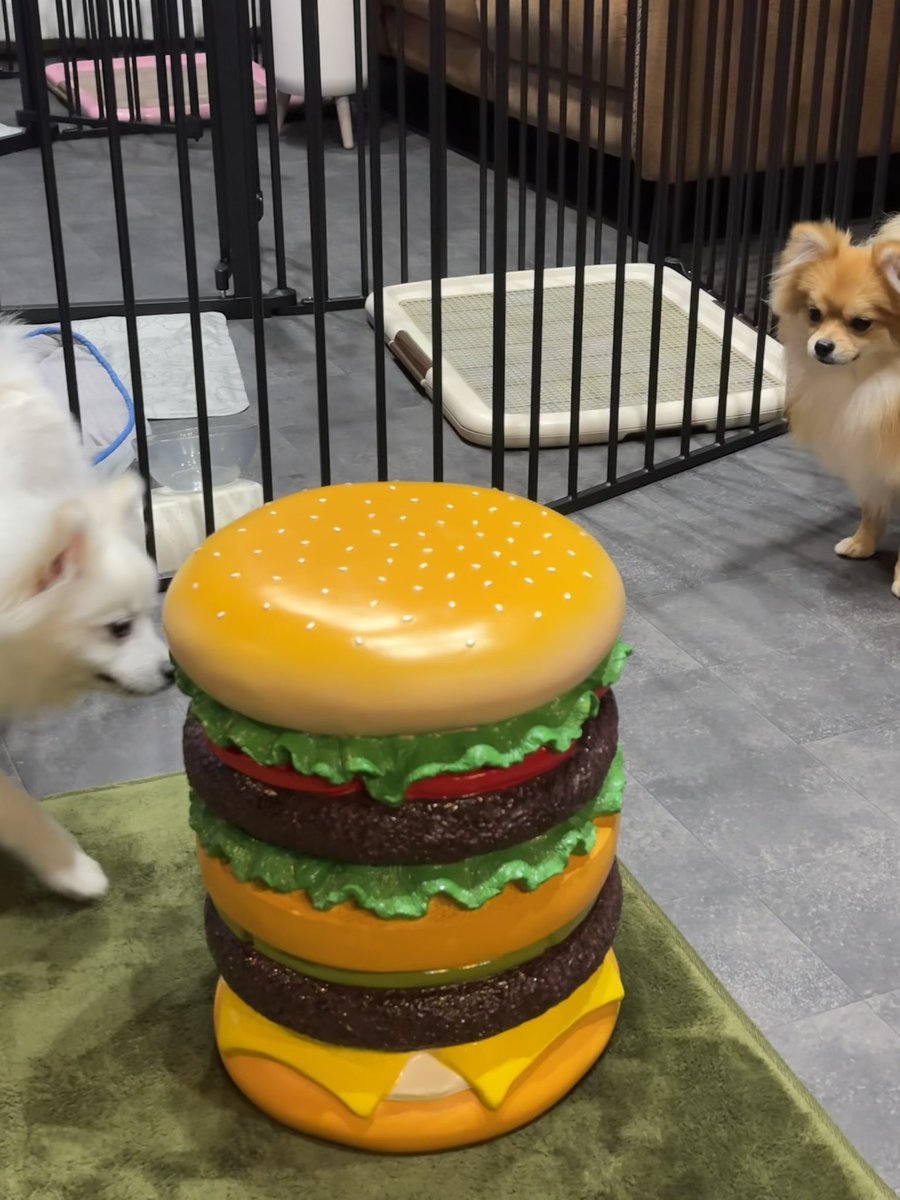 yaoIKAN_SOHMA's tweet photo. 可愛いスツール🍔が届いたんだけど
見慣れない物体にビビる🐶と
興味津々で近づく🐶で性格違って面白い
他にも可愛いスツールあるから
そのうち揃えたいな
#bPrBEAMS #ROTARYHERO #BEAMS https://t.co/MYPzZotQje