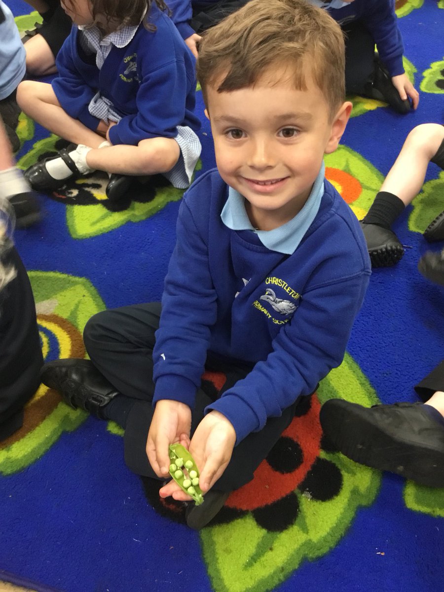 Christletonpri's tweet image. Reception have harvested the peas they planted in the spring. They loved trying them this afternoon. Diane is going to cook the beans we have planted and harvested for our lunch tomorrow! #cpseyfs #cpsscience