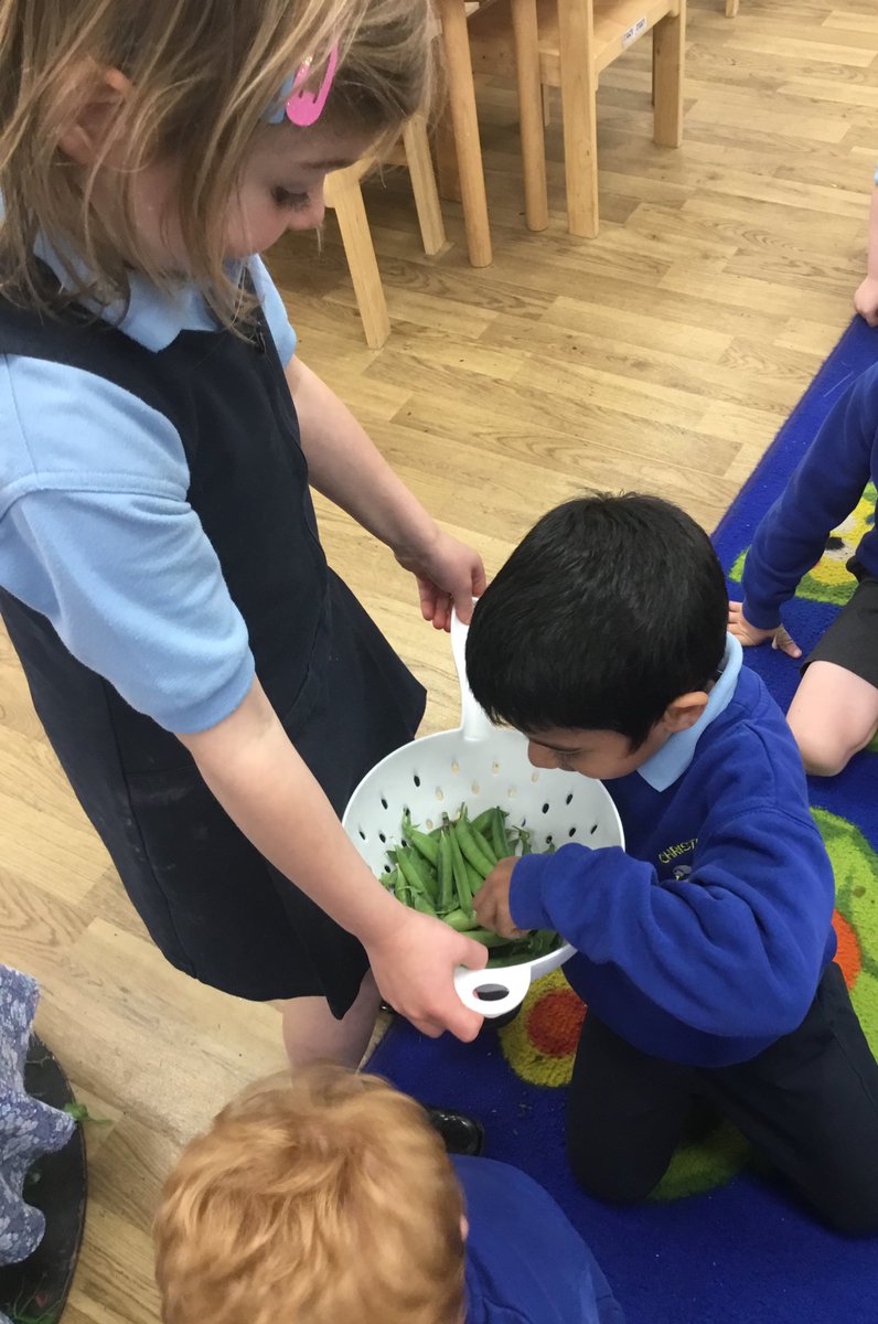 Christletonpri's tweet image. Reception have harvested the peas they planted in the spring. They loved trying them this afternoon. Diane is going to cook the beans we have planted and harvested for our lunch tomorrow! #cpseyfs #cpsscience
